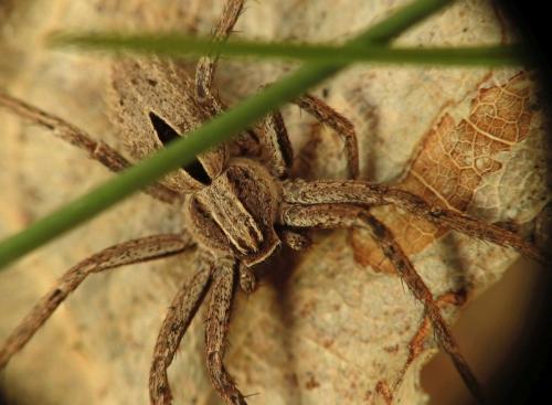 Réf. 276 393 : Thanatus sp.